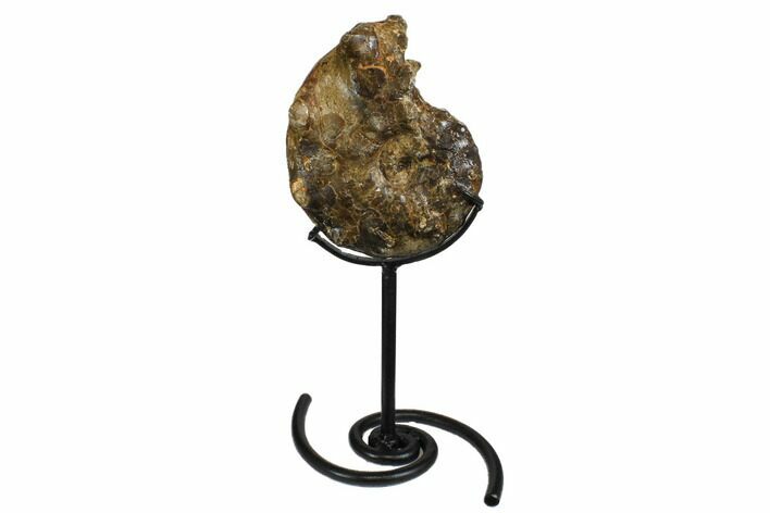 Cretaceous Ammonite (Mammites) With Metal Stand - Morocco #164214